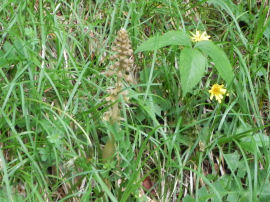 Tipo di orchidea rara in Val Canali (47693 bytes)